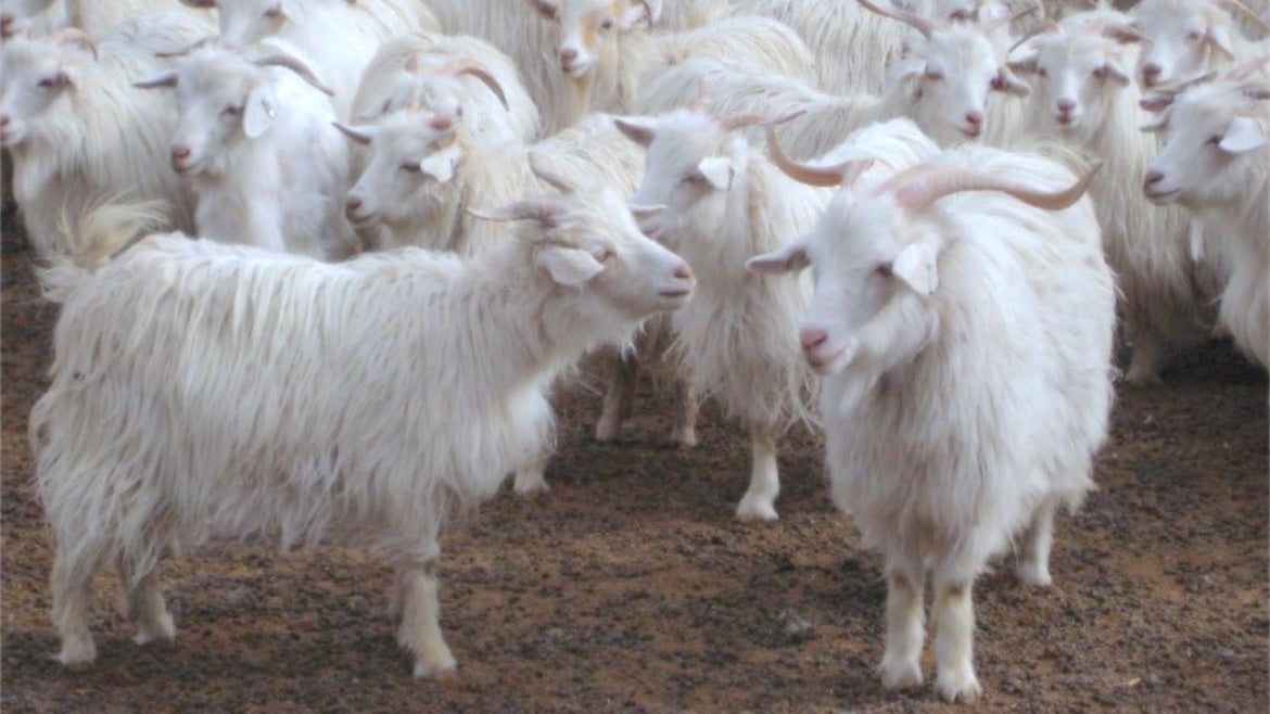 HOW DOES CASHMERE KEEP YOU WARM?